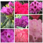 Rhododendron/Azaleen