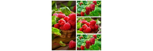 Himbeeren