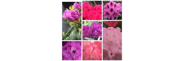 Rhododendron Hybriden