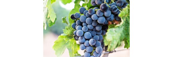Weinrebe