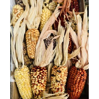 3 Stück Ziermais-kolben~ Mais Herbstdeko~ Naturdeko natürlich und haltbar