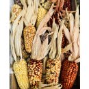 3 Stück Ziermais-kolben~ Mais Herbstdeko~ Naturdeko...
