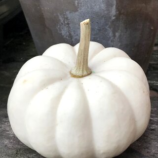 Baby Boo Kürbis ~ kleiner weißer Lieblings-Kürbis ~ frisch vom eigenen Feld ~ zauberhafte Herbstdeko