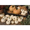Baby Boo Kürbis ~ kleiner weißer Lieblings-Kürbis ~ frisch vom eigenen Feld ~ zauberhafte Herbstdeko
