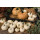 Baby Boo Kürbis ~ kleiner weißer Lieblings-Kürbis ~ frisch vom eigenen Feld ~ zauberhafte Herbstdeko