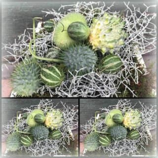 10 Stk attraktive ausgefallene Ziergurken-  Cucumis  ..bunte Mischung für Ihre Herbstdeko