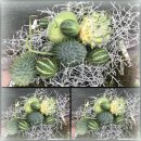 10 Stk attraktive ausgefallene Ziergurken-  Cucumis...