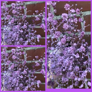 Schleierkraut Milka,zartes lila  ~ 1 großes BUND ~ Flowers gefärbt/stabilisiert - trocknet hervorragend-farbecht ein