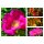 Wild-Rose Rosa Rugosa~Kartoffelrose~ im großen 3 Liter Topf~ Sylterheckenrose ~ Blüh-Fruchthecke /Hagebutten