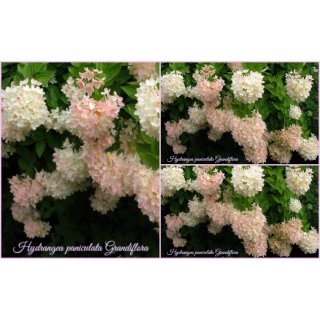 Rispenhortensie Grandiflora ~ kräftige Qualität 40/60 cm~ prunkvoller Sommerblüher