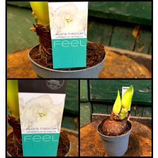 Mini Amaryllis Kolibri - Weiß und gefüllt -  im Topf ~zauberhafte Winterblütenschatz ~pflegeleichte Amaryllis Deko ~Geschenkidee Weihnachten