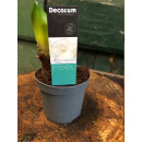 Mini Amaryllis Kolibri - Weiß und gefüllt -...