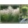Chinaschilf Graziella ~ großer Topf XXL 5 Liter ~ Ornamentale Horste & zauberhafte Blüte