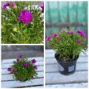 Kissenaster~blau/lila~ knospig / blühend~...