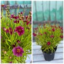 Coreopsis / Mädchenauge...