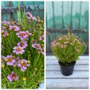 Coreopsis /Mädchenauge "Twinklebells"...