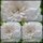 Rose Sea Foam -R- im Topf~ starke Qualität-  zauberhaft weiße Bodendeckerrose