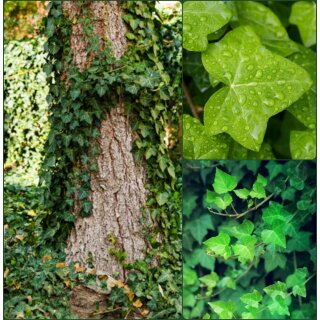 Irischer Efeu kräftige 60/80cm ~Hedera Hibernica