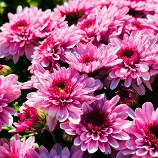 Chrysantheme Gardenlove ~ Rosa & Beerentöne mit Rehauge ~ jetzt knospig/blühend ~ Herbstzauber