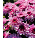 Chrysantheme Gardenlove ~mit Rehauge ~ rosa...