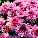 Chrysantheme Gardenlove ~ Rosa & Beerentöne mit...