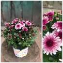 Chrysantheme Gardenlove ~ Rosa & Beerentöne mit...