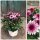 Chrysantheme Gardenlove ~mit Rehauge ~ rosa  Beerentöne jetzt  knospig / blühend