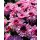 Chrysantheme Gardenlove ~mit Rehauge ~ rosa  Beerentöne jetzt  knospig / blühend