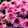 Chrysantheme Gardenlove ~ Rosa & Beerentöne mit Rehauge ~ jetzt knospig/blühend ~ Herbstzauber