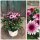 Chrysantheme Gardenlove ~ Rosa & Beerentöne mit Rehauge ~ jetzt knospig/blühend ~ Herbstzauber