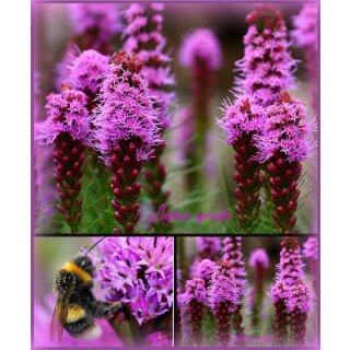 Liatris spicata im großen 3 Liter XL Topf .. Schmetterlingsliebling in purpurviolett - Prachtscharte