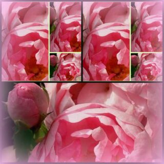 Traumrose Raubritter ~ im XL 5 Liter Topf  ~Historisch ~ eine Kletter-/Ramblerrose mit Nostalgie