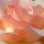 Kletterrose Compassion -R- ~ im großen 5 Liter Topf ~ Blütentraum in Farbe & Duft...