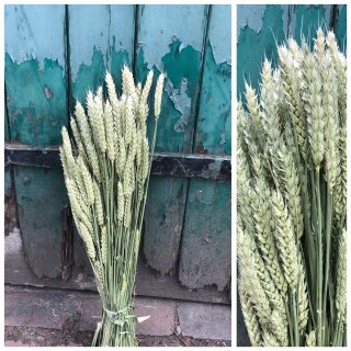 1 dickes Bund Weizen getrocknet ..Getreide / Trockenblumen. Naturdeko - Ernte -DIY Kränze