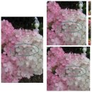 Hortensie Sundea Fraise 40/60cm-Kleinbleibend mit...