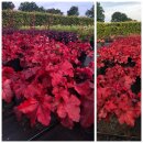 Heuchera / Purpurglöckchen Forever Red ~im...
