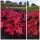Heuchera / Purpurglöckchen Forever Red ~im großen 3 Liter XL Topf