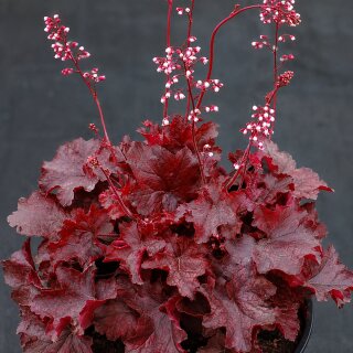Purpurglöckchen Fire Chief® (Heuchera) im 3 Liter XL Topf – immergrüne Blattschmuckstaude mit mahagonirotem Laub