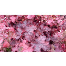Heuchera Fire Chief -R-~ Purpurglöckchen im...