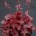 Purpurglöckchen Fire Chief® (Heuchera) im 3 Liter XL Topf – immergrüne Blattschmuckstaude mit mahagonirotem Laub