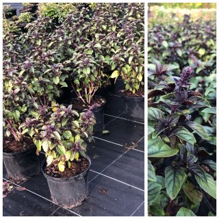 Roter Strauchbasilikum Magical Blue im XL 3 Liter Topf Knospig/Blühend ~ Blütenzauber und Kochgenuss ~ Frische Kräuter