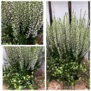 Calluna Heide weiss umspielt von Mühlenbeckia.. Duo...