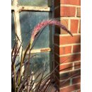 Pennisetum rubrum~ Rotes Lampenputzergras...