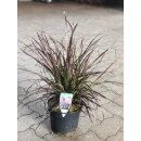 Pennisetum rubrum~ Rotes Lampenputzergras...