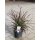 Pennisetum rubrum~ Rotes Lampenputzergras wunderschön für die Garten oder Kübeldeko ~ Sommer und Herbst ~  im großen XL Topf