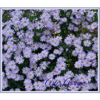 Wild Aster Asran ~ hellblaue Blütensterne im Herbstgarten