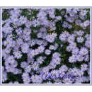 Wild Aster Asran ~ hellblaue Blütensterne im...