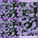 Wild Aster Asran ~ hellblaue Blütensterne im...