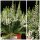 Frische Herbst-Heide weiss im 10cm Topf ~knospig/blühend~ bunte Herbstdeko Calluna Gardengirls Sommerheide~winterhart