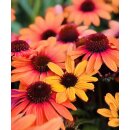 Echinacea Lemon Drop~ Sonnenhut ~ sonniges gelb